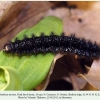 euphydryas aurinia1 larva final ossetia2